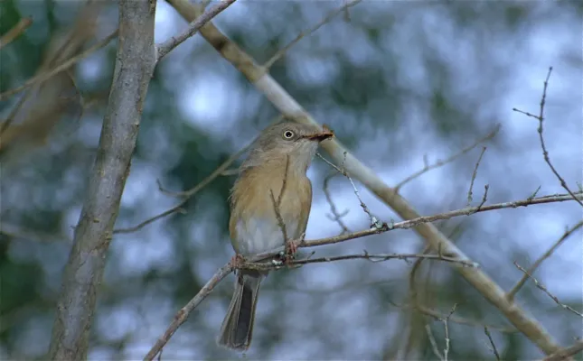 File:Common Newtonia (Newtonia brunneicauda) (9576924497).jpg