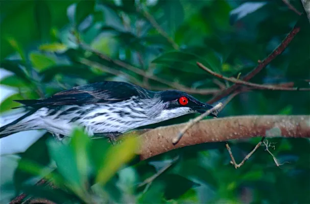 File:Metallic Starling (Aplonis metallica) female (9876717305).jpg