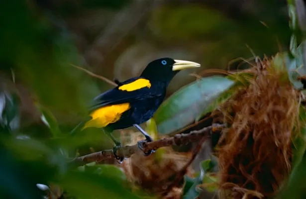 File:Yellow-rumped Cacique (Cacicus cela) (10624026074).jpg