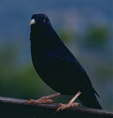 File:Satin Bowerbird (Ptilonorhynchus violaceus) male (10086530724).jpg