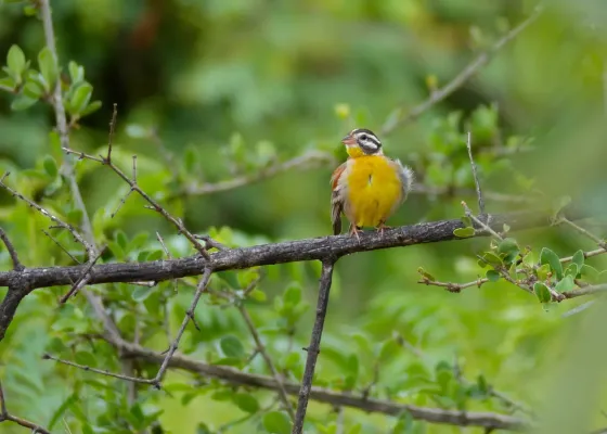 File:Golden-breasted Bunting (Emberiza flaviventris) (11874052403).jpg