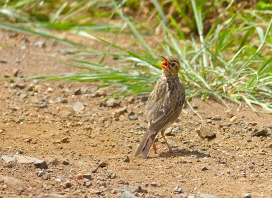 File:African pipit (Anthus cinnamomeus) (13971536013).jpg