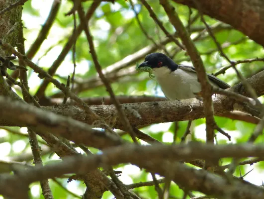 File:Black-backed Puffback (Dryoscopus cubla) (13819673154).jpg