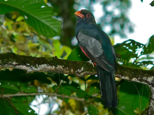 File:Slaty-tailed Trogon (Trogon massena) (7087247397).jpg