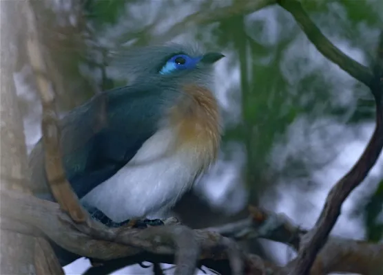 File:Crested Coua (Coua cristata) (9576880931).jpg