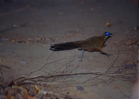 File:Coquerel's Coua (Coua coquereli) (9579567469).jpg