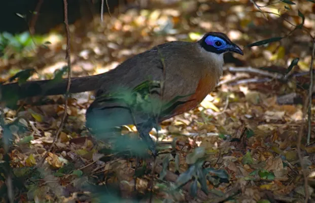 File:Giant Coua (Coua gigas) (9616274364).jpg