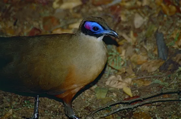 File:Giant Coua (Coua gigas) (9617532442).jpg