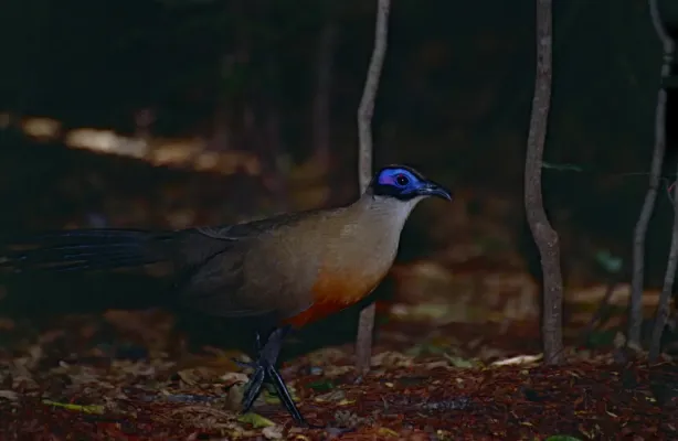 File:Giant Coua (Coua gigas) (9623820942).jpg