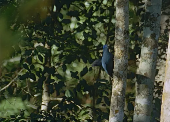 File:Blue Coua (Coua caerulea) (9674485646).jpg