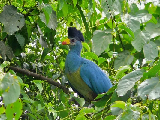 File:Great Blue Turaco (Corythaeola cristata) (6807900043).jpg