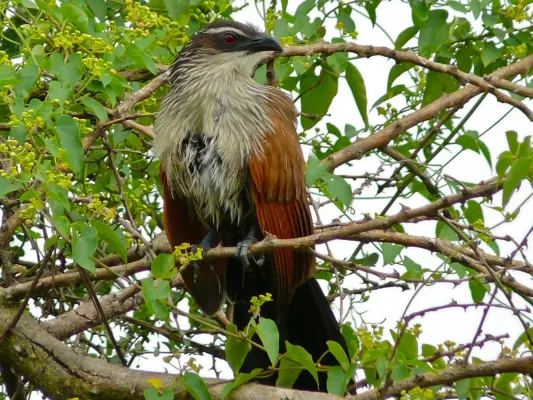 File:White-browed Coucal (Centropus superciliosus) (7083028955).jpg