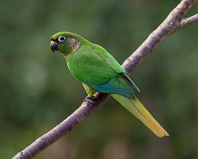 File:Tiriba-de-testa-vermelha (Pyrrhura frontalis) (18536459406).jpg