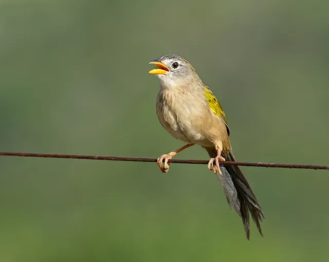 File:Canário-do-campo (Emberizoides herbicola) (17521429003).jpg