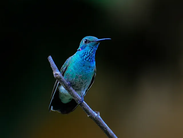 File:Beija-flor-de-orelha-violeta (Colibri serrirostris) (18209926481).jpg