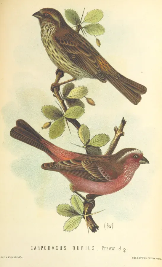 File:Carpodacus dubius.jpg