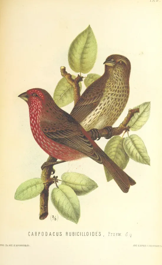 File:Carpodacus rubicilloides.jpg