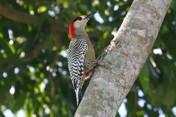 File:West Indian Woodpecker (Melanerpes superciliaris).jpg