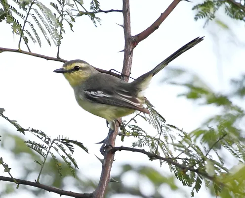 File:Stigmatura napensis - Lesser wagtail tyrant.JPG