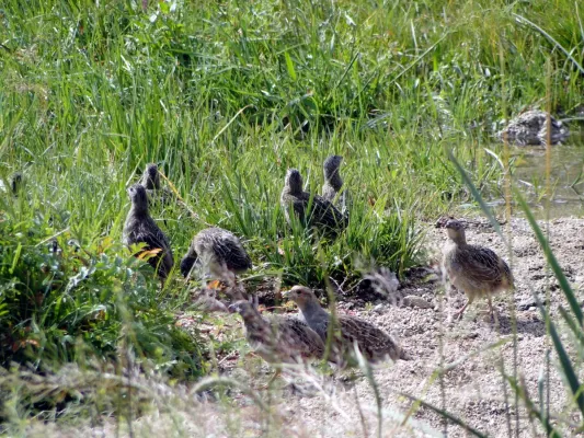 File:Perdix dauurica family (8368860390).jpg