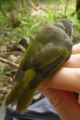 File:Zosterops chloronothos back.jpg