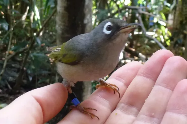 File:Zosterops chloronothos male.jpg