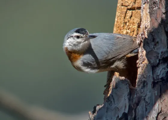 File:Krüper's Nuthatch (Sitta krueperi), Achladeri Forest, Lesvos, Greece, 16.04.2015 (2).jpg