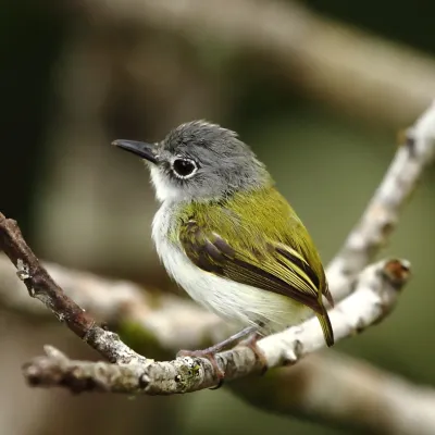File:Myiornis ecaudatus - Short -tailed pigmy tyrant.JPG