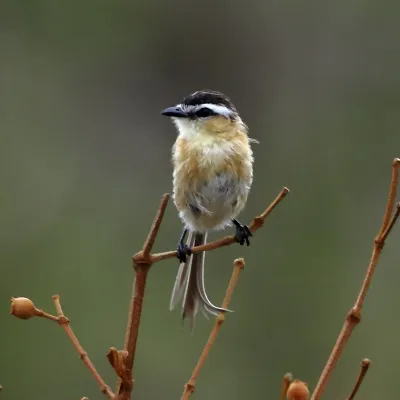File:Culicivora caudacuta - Sharp-tailed tyrant.jpg