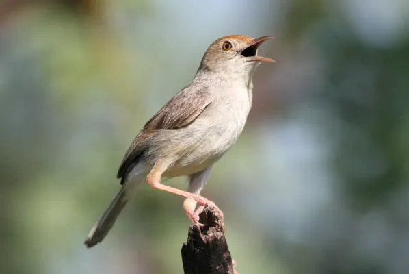 File:Neddicky (Cisticola fulvicapilla), Pilanesberg National Park, 2014.jpg