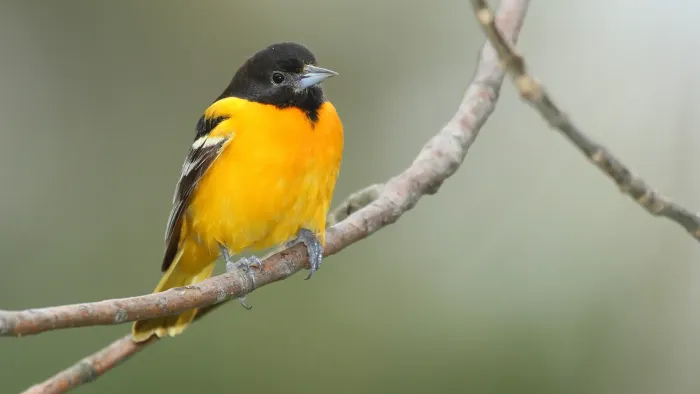 File:Icterus-galbula-002.jpg