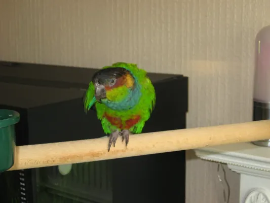 File:Pyrrhura cruentata -pet on a pole.jpg
