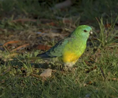 File:Red-rumped Parrot (Psephotus haematonotus) -Australia.jpg