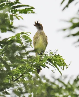 File:Elaenia gigas - Mottle-backed elaenia.jpg