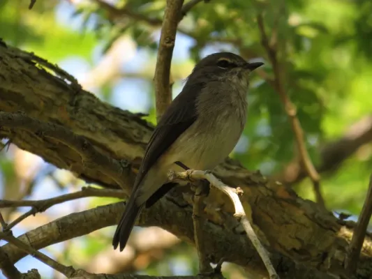 File:Muscicapa adusta (18013384975).jpg