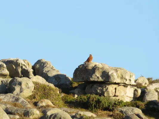 File:Falco rupicolus (17287011783).jpg