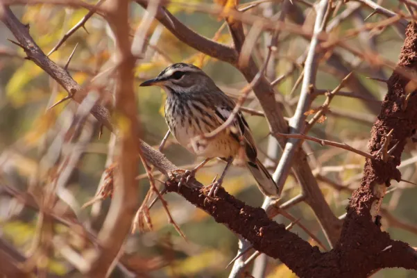 File:(Cercotrichas leucophrys subsp. pectoralis) White-browed Scrub Robin.jpg