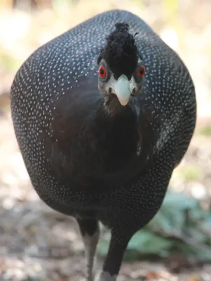 File:Crested Guineafowl (Guttera edouardi edouardi).jpg