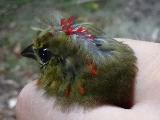 File:Foudia rubra, moulting male1.jpg