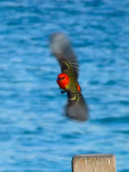 File:Foudia rubra.jpg