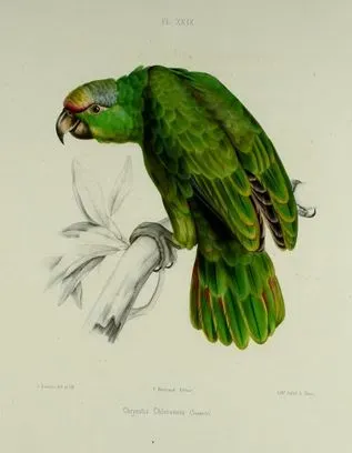 File:Psittacara chloropterus.JPG