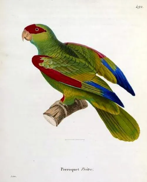 File:Amazona pretrei.jpg
