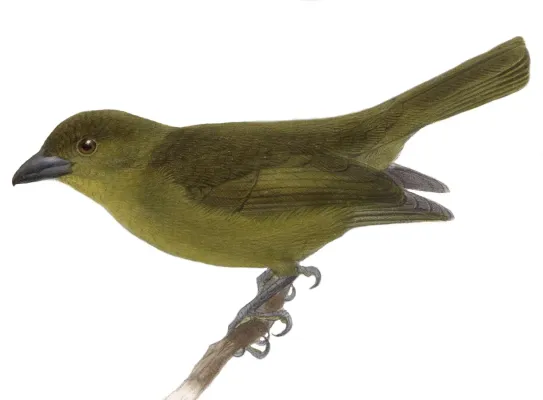 File:Chlorothraupis carmioli 1902 2.jpg