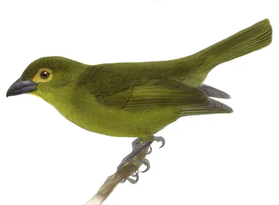File:Chlorothraupis olivacea.jpg