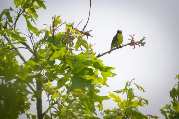 File:Kirtland's Warbler (Setophaga kirtlandii) (19411995422).jpg