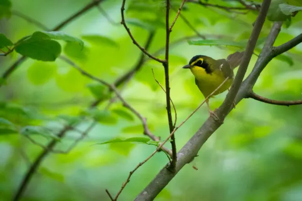 File:Kentucky Warbler (Geothlypis formosa) (17908075464).jpg
