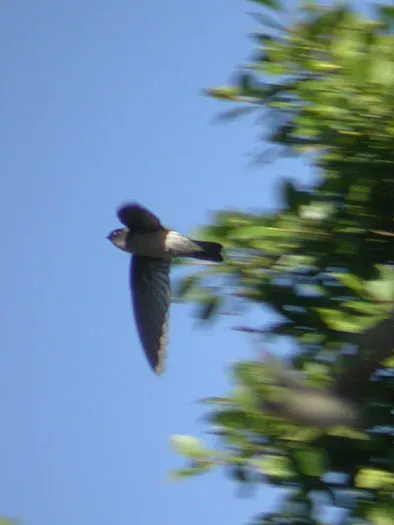 File:Aerodramus francicus.jpg