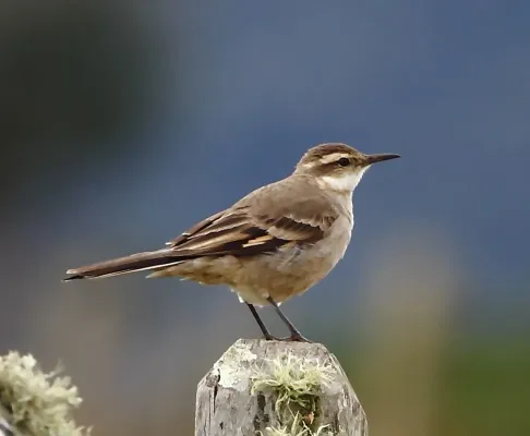 File:Cinclodes pabsti - Long-tailed cinclodes.JPG