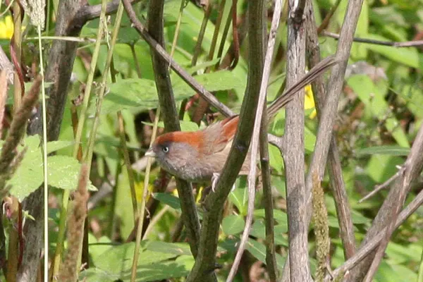 File:Ashy-throated Parrotbill (Sinosuthora alphonsiana) (8077153987).jpg