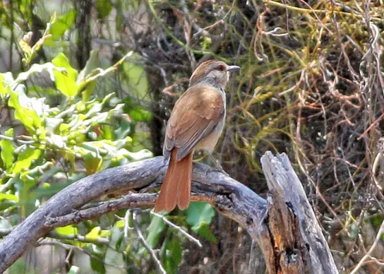 File:Cichladusa ruficauda.jpg